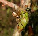 Neriene_peltata_D6024_Z_91_Dalsteeg_Nederland