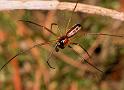 Neriene_peltata_D6025_Z_89_Dalsteeg_Nederland