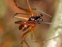 Neriene_peltata_D6026_Z_88_Dalsteeg_Nederland