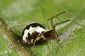 Neriene_peltata_D7467_Z_88_Badhoevedorp_Nederland