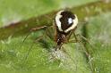 Neriene_peltata_D7468_Z_89_Badhoevedorp_Nederland