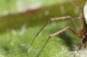 Neriene_peltata_D7470_Z_88_Badhoevedorp_Nederland