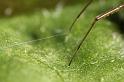 Neriene_peltata_D7471_Z_88_Badhoevedorp_Nederland