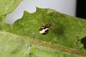Neriene_peltata_D7473_Z_88_Badhoevedorp_Nederland