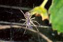 Pityohyphantes_phrygianus_P0232_Z_90_Badhoevedorp_Nederland
