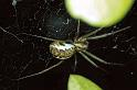 Pityohyphantes_phrygianus_P0313_Z_90_Waterleidingduinen_Nederland