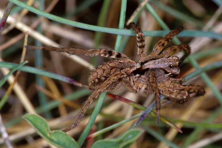 Alopecosa_barbipes_P0822_Z_91_-_Frankrijk.jpg