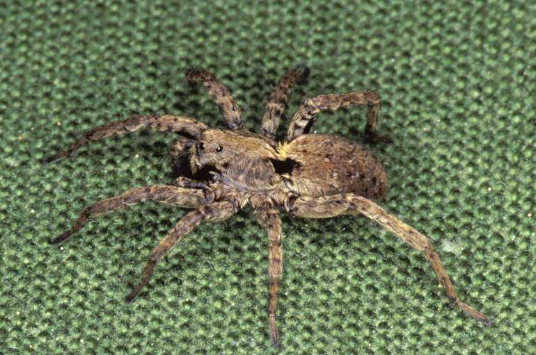 Alopecosa_inquilina_P0812_O_88_-_Frankrijk.jpg