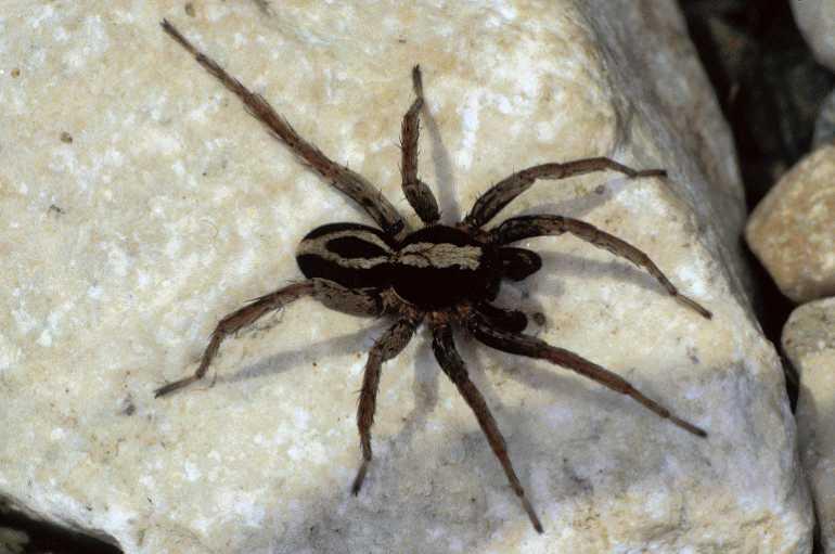 Alopecosa_pulverulenta_P0780_O_85_-_Frankrijk.jpg