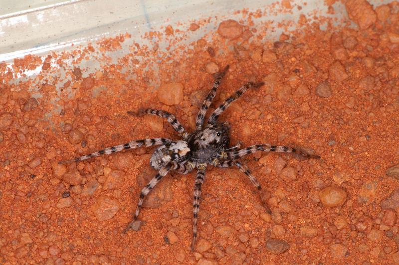 Arctosa_cinerea_D7259_Z_91_Prattenburg_Nederland.jpg