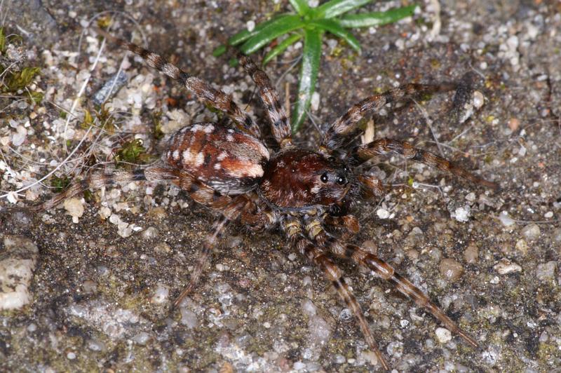 Arctosa_perita_D4711_Z_91_Waterleidingduinen_Nederland.jpg