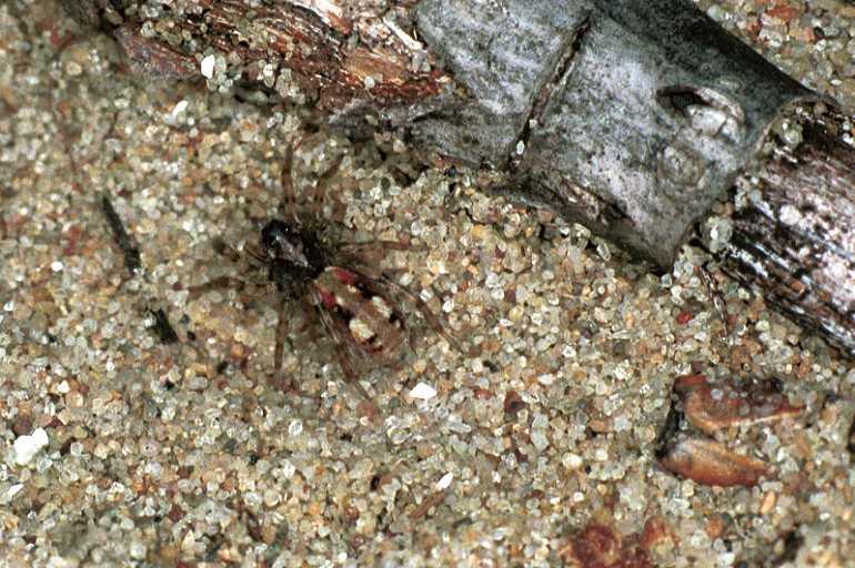 Arctosa_perita_F0090_Z_90_Waterleidingduinen_Nederland.jpg