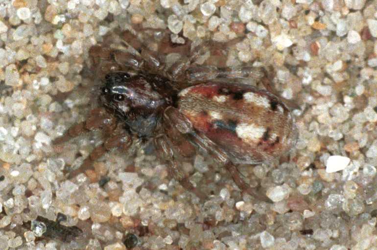 Arctosa_perita_F0091_Z_90_Waterleidingduinen_Nederland.jpg