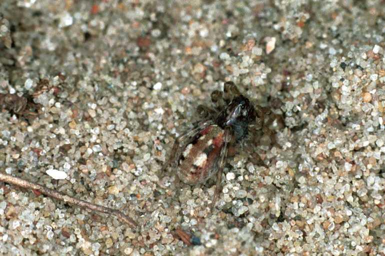 Arctosa_perita_F0092_Z_75_Waterleidingduinen_Nederland.jpg