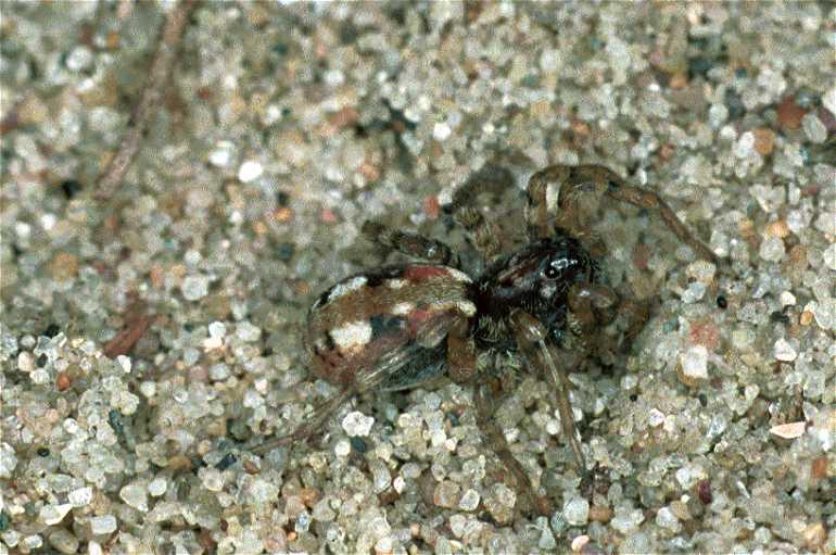 Arctosa_perita_F0093_Z_85_Waterleidingduinen_Nederland.jpg