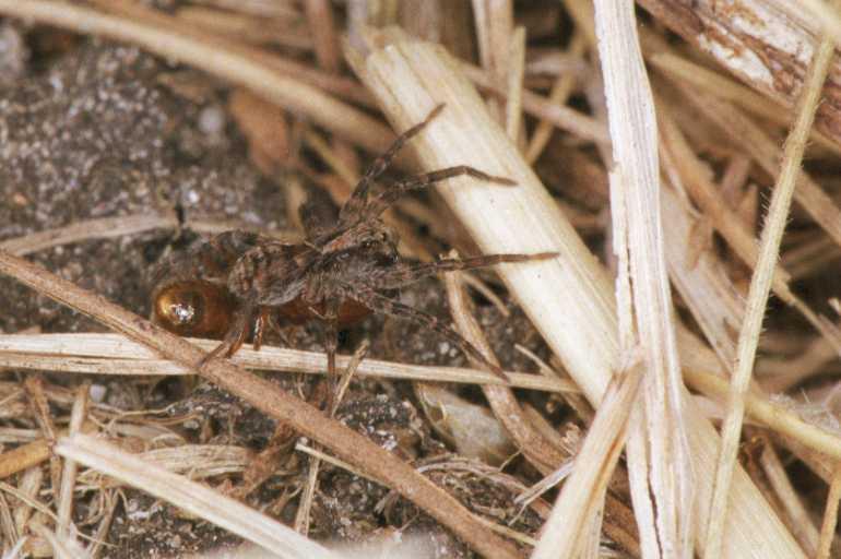 Lycosa_ZZ145_F1596_Z_83_Warrnambool_Australie.jpg