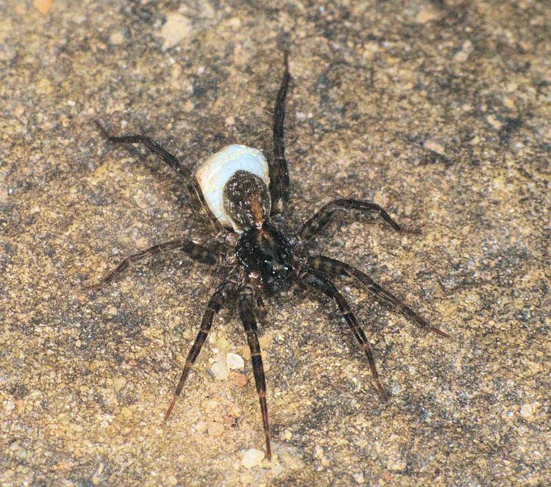 Lycosa_ZZ160_F0582_Z_76_Carnavon_Australie.jpg