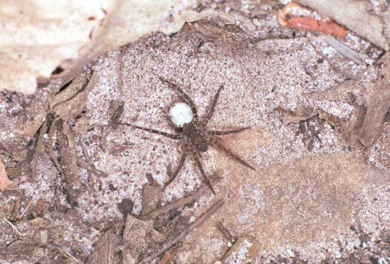 Lycosa_ZZ162_F1745_Z_85_Katherine_Australie.jpg
