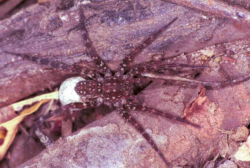 Lycosa_ZZ162_F1753_Z_90_Katherine_Australie.jpg