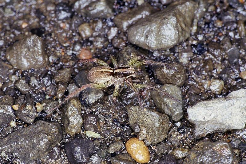 Lycosa_ZZ238_F2320_Z_88_Omapere_Nieuw-Zeeland.jpg