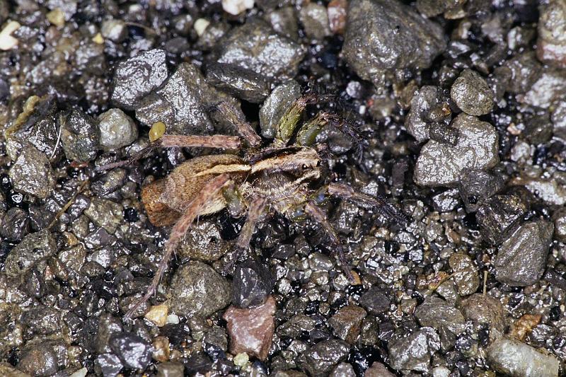 Lycosa_ZZ238_F2321_Z_85_Omapere_Nieuw-Zeeland.jpg