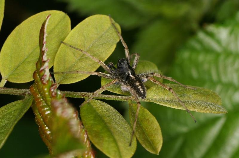 Lycosa_ZZXYX_D7435_Z_89_Lapalisse_Frankrijk.jpg