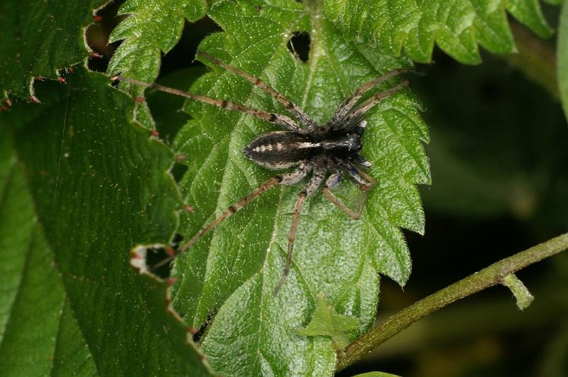 Lycosa_ZZXYX_D7437_Z_89_Lapalisse_Frankrijk.jpg