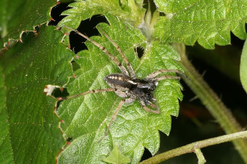 Lycosa_ZZXYX_D7440_Z_89_Lapalisse_Frankrijk.jpg