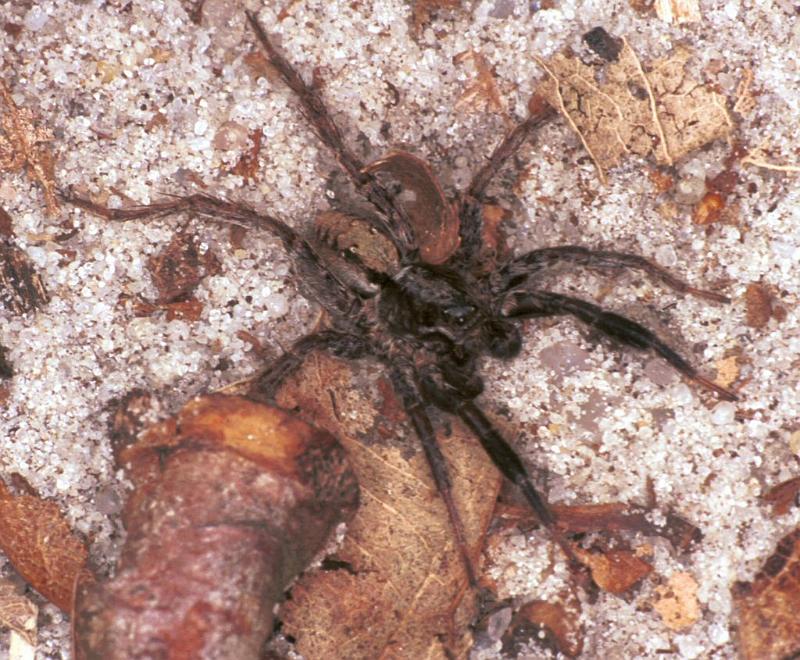Lycosa_ZZXYX_F2054_Z_75_Spier_Nederland.jpg