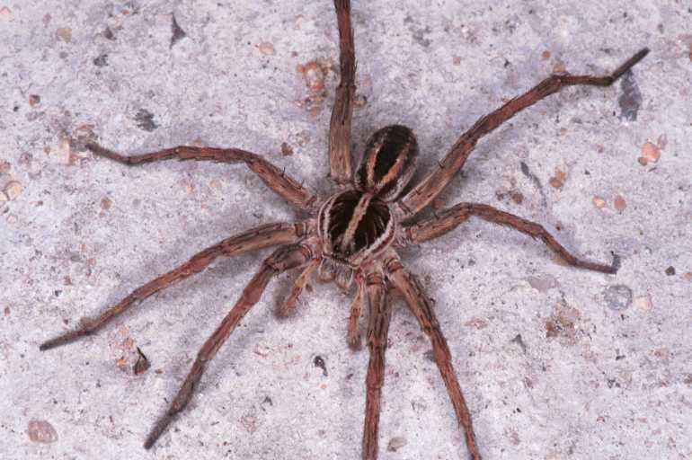 Lycosa_furcillata_RF0371_O_85_Giru_Australie.jpg