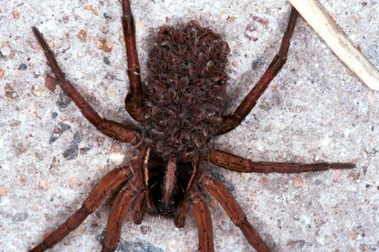 Lycosa_furcillata_RF0380_O_80_Giru_Australie.jpg