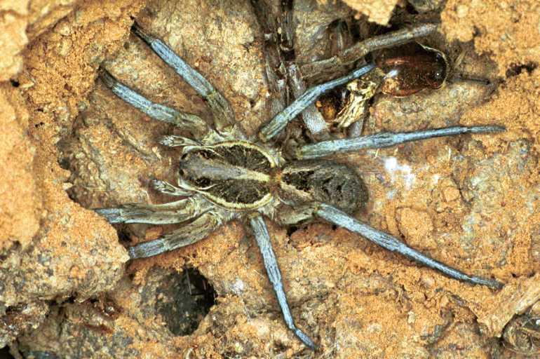 Lycosa_musgravei_F0728_Z_90_Marabee_Australie.jpg