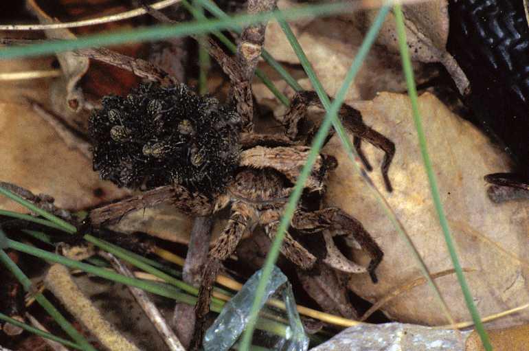 Pardosa_ZZXYX_P0817_Z_88_-_Frankrijk.jpg