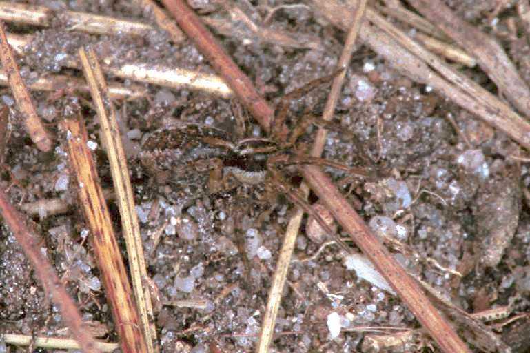 Pardosa_agrestis_F0895_Z_85_Ede_Nederland.jpg