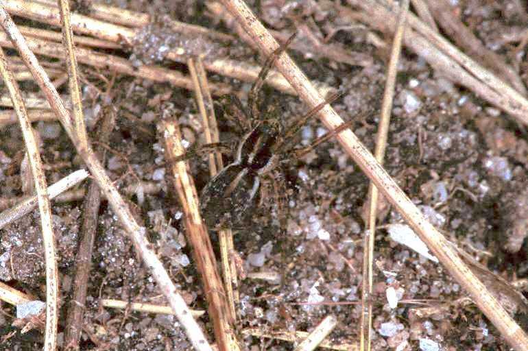 Pardosa_agrestis_F0896_Z_85_Ede_Nederland.jpg