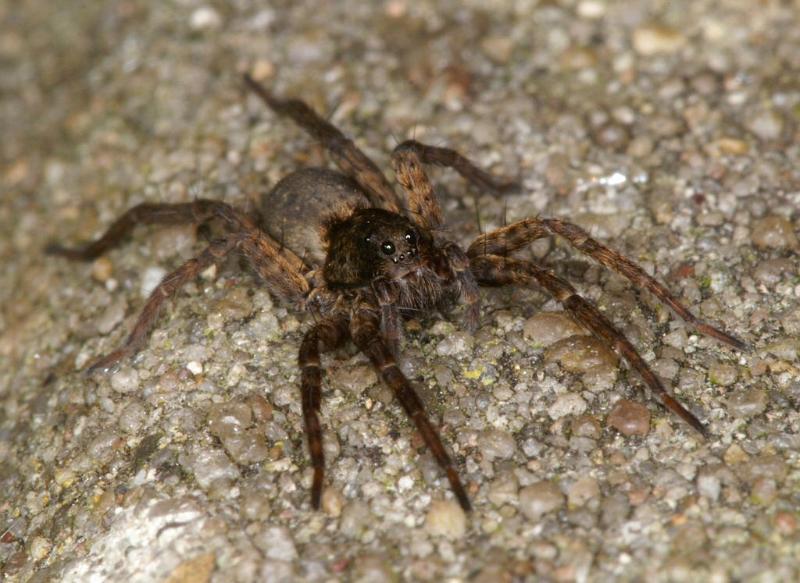 Pardosa_amentata_D2847_Z_88_Badhoevedorp_Nederland.jpg