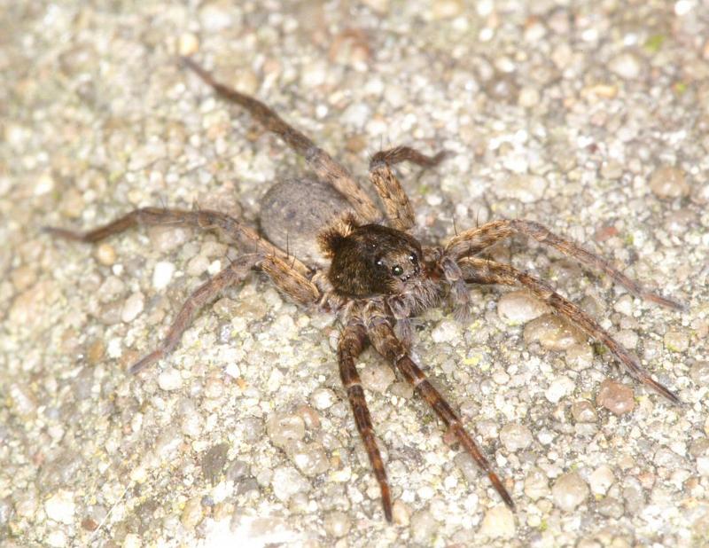 Pardosa_amentata_D2848_Z_81_Badhoevedorp_Nederland.jpg