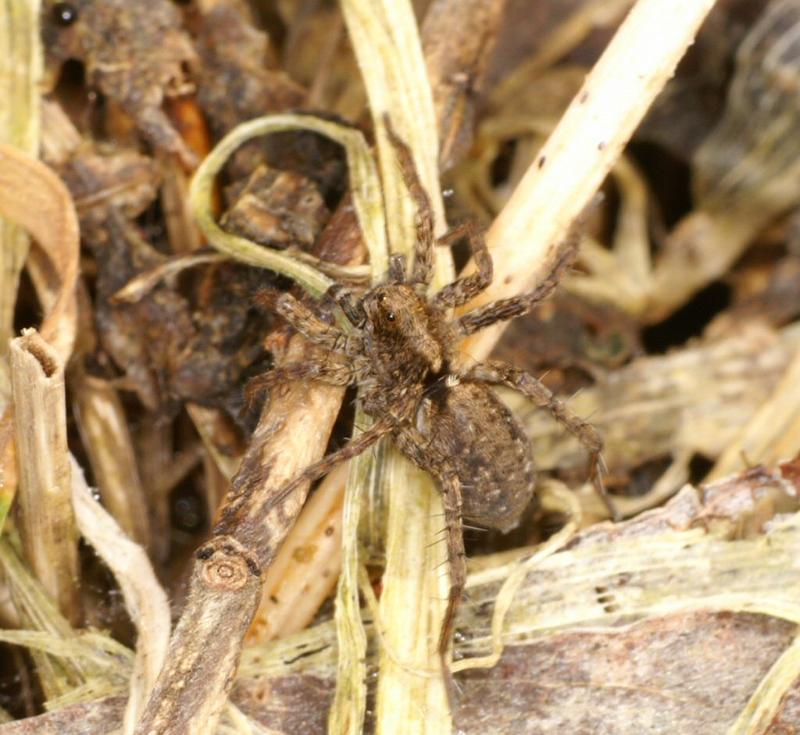 Pardosa_amentata_D2855_Z_78_Badhoevedorp_Nederland.jpg