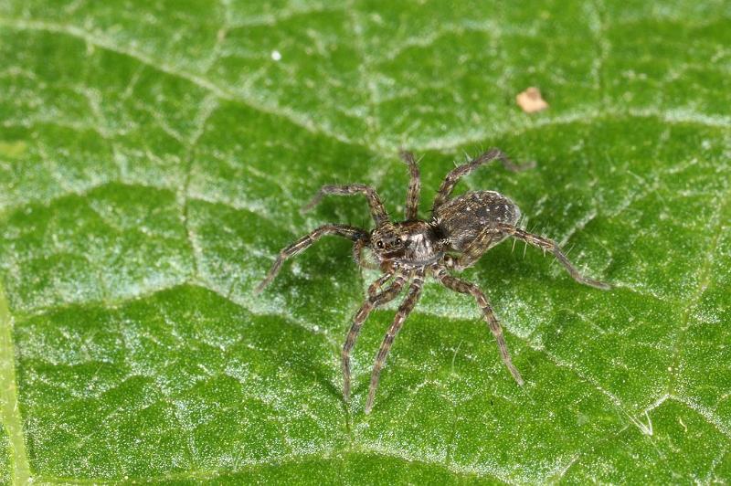 Pardosa_amentata_D7662_Z_88_Oeverlanden_Nederland.jpg