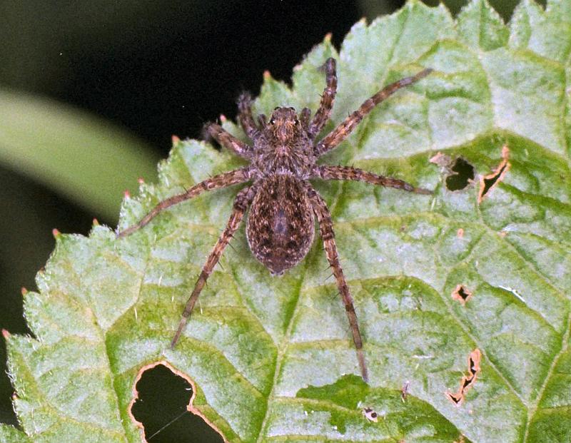Pardosa_amentata_F0044_Z_85_-_Frankrijk.jpg