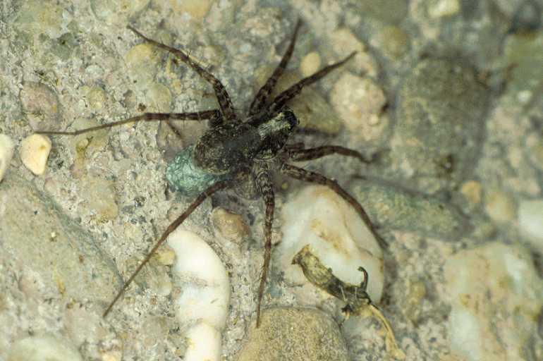 Pardosa_amentata_P0315_O_90_Waterleidingduinen_Nederland.jpg