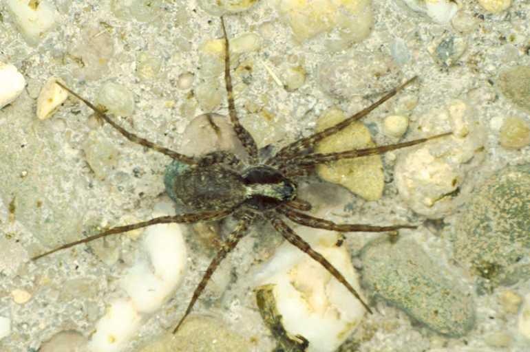 Pardosa_amentata_P0316_O_80_Waterleidingduinen_Nederland.jpg