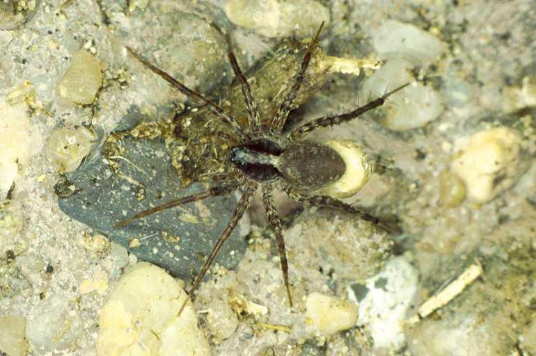 Pardosa_amentata_P0317_O_90_Waterleidingduinen_Nederland.jpg