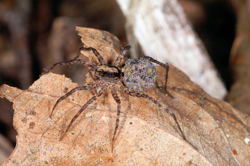 Pardosa_lugubris_D4467_Z_90_Belversven_Nederland.jpg