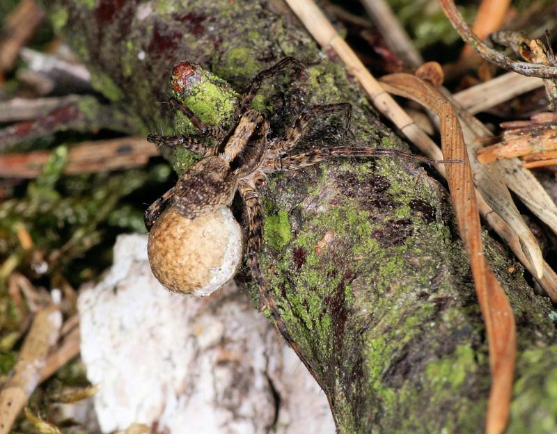 Pardosa_lugubris_D4473_Z_89_Belversven_Nederland.jpg