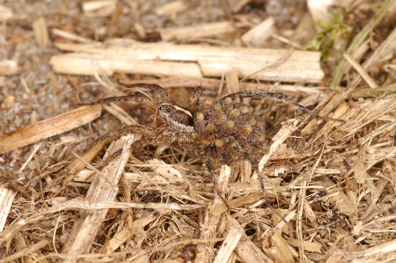 Pardosa_lugubris_D4585_Z_90_Waterleidingduinen_Nederland.jpg