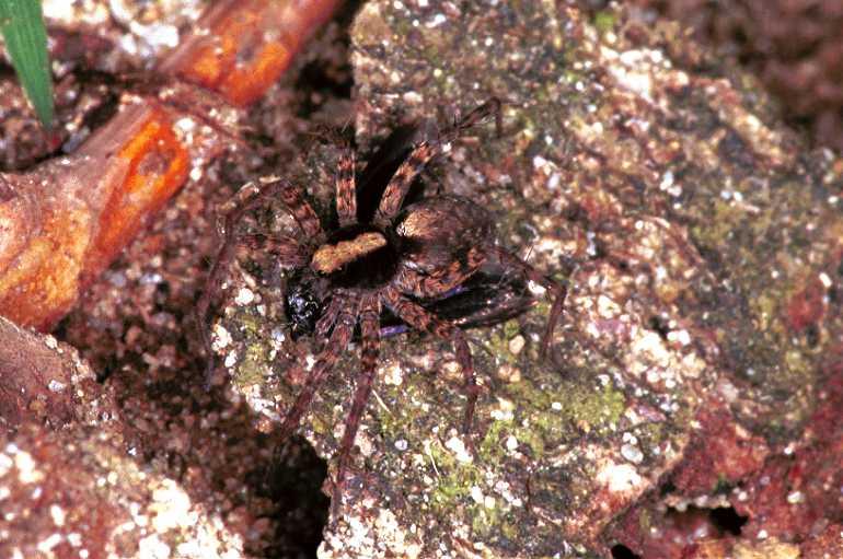 Pardosa_lugubris_F0934_Z_86_Ede_Nederland.jpg