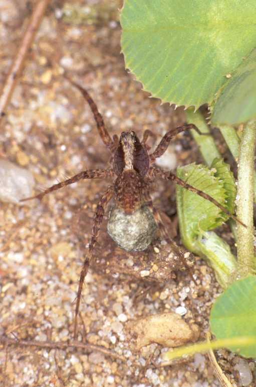 Pardosa_lugubris_P0215_Z_82_Veenendaal_Nederland.jpg