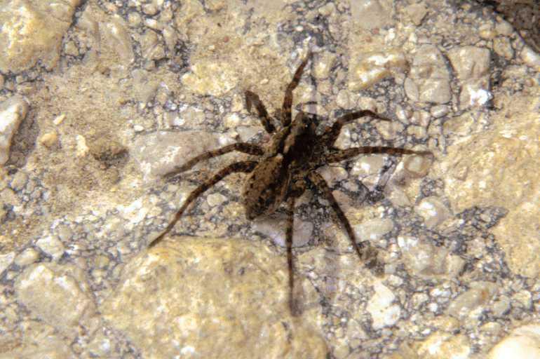 Pardosa_lugubris_P0797_Z_75_-_Frankrijk.jpg