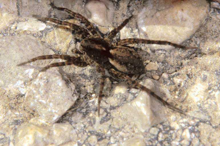 Pardosa_lugubris_P0798_Z_87_-_Frankrijk.jpg